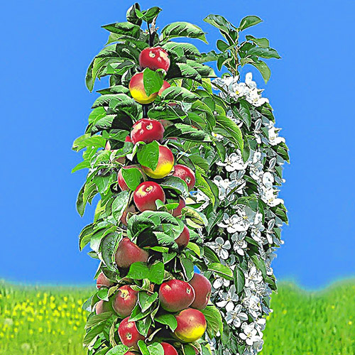 Яблоня колоновидная ранняя Яблоня колоновидная ранняя