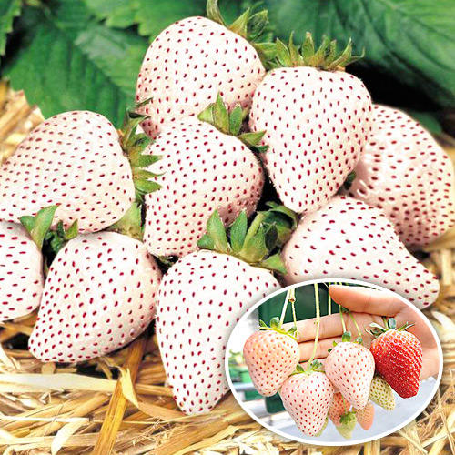 Клубника ремонтантная (крупноплодная) Анабланка (в упаковке 5 шт.) Клубника ремонтантная (крупноплодная) Анабланка (в упаковке 5 шт.)