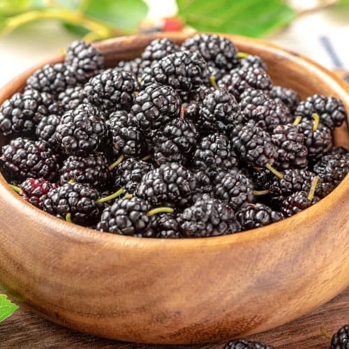 Шелковица Черный Принц Шелковица Черный Принц