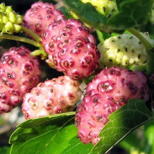 Шелковица Розовая Принцесса Шелковица Розовая Принцесса