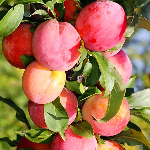 Слива-абрикос колоновидная Шедевр Слива-абрикос колоновидная Шедевр