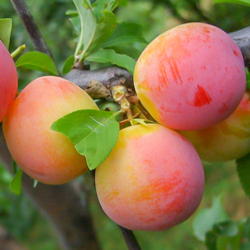 Слива Алтайская юбилейная Слива Алтайская юбилейная