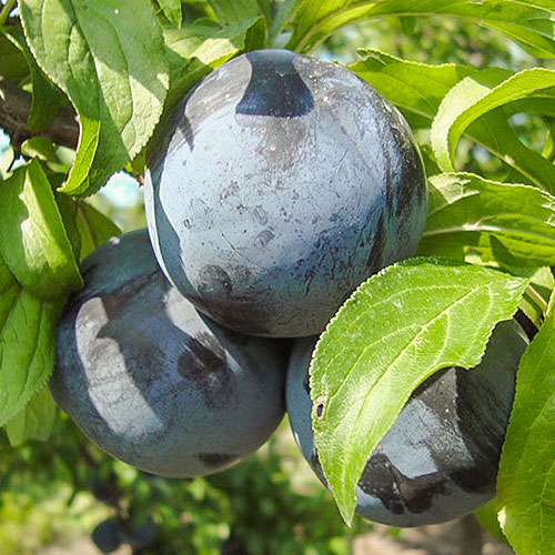 Слива Блэк Амбер Слива Блэк Амбер