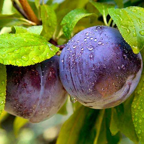 Слива Блю Фри Слива Блю Фри