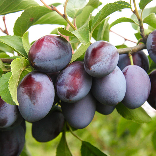 Слива Богатырская Слива Богатырская