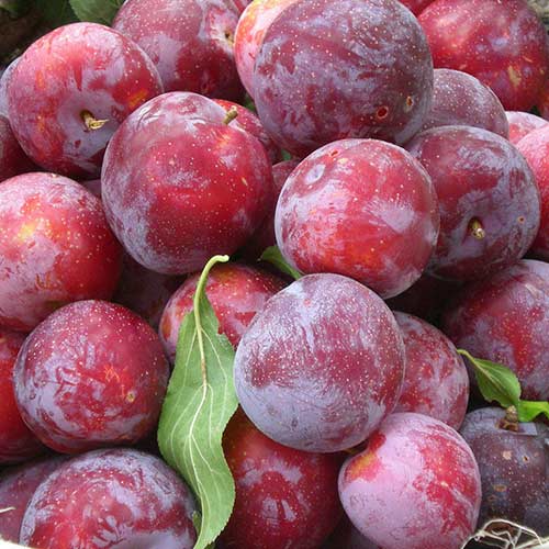 Слива Деликатесная Слива Деликатесная