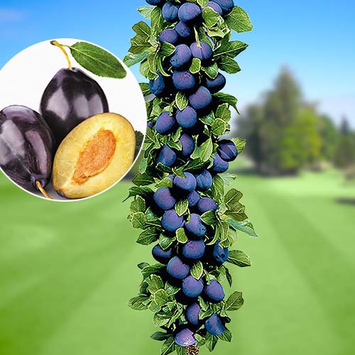 Слива колоновидная Империал Слива колоновидная Империал