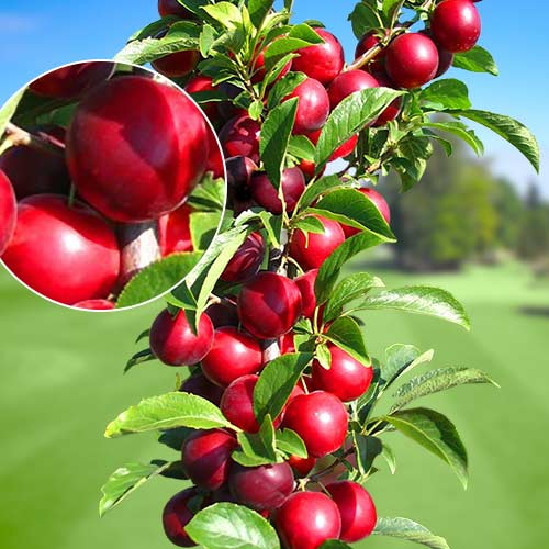 Слива колоновидная Рубин Слива колоновидная Рубин