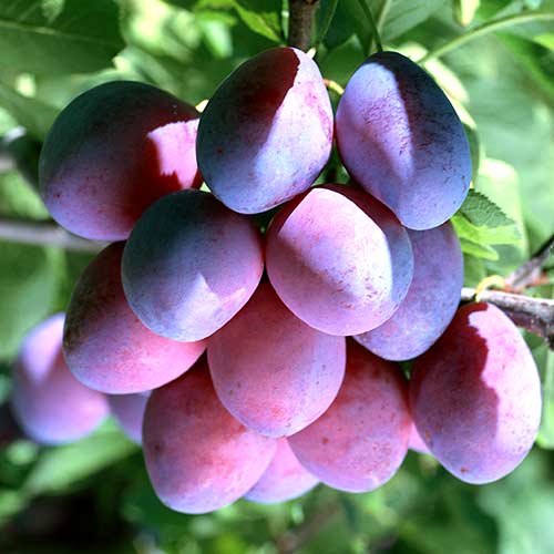 Слива Конфетная Слива Конфетная