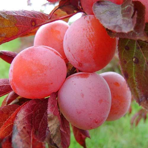 Слива Орловская красная Слива Орловская красная