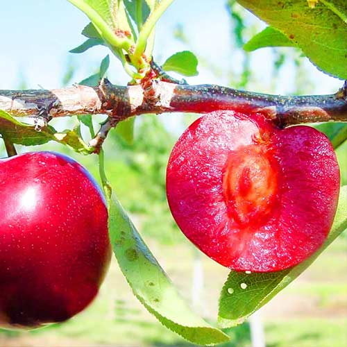 Слива Ред Харт Слива Ред Харт