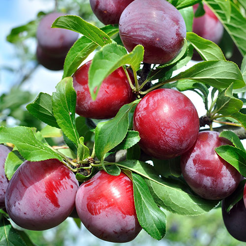 Слива Санта Роза Слива Санта Роза