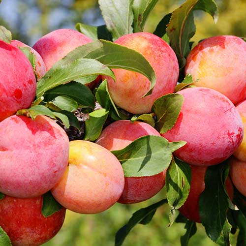 Слива Скороплодная Слива Скороплодная