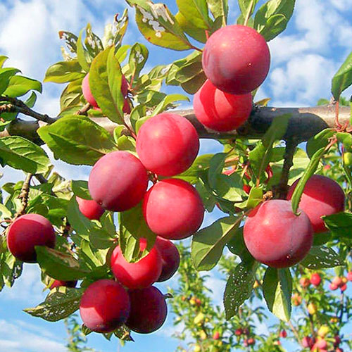 Слива Скороспелка красная Слива Скороспелка красная