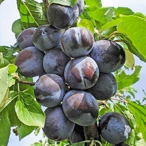 Слива Стенлей Слива Стенлей