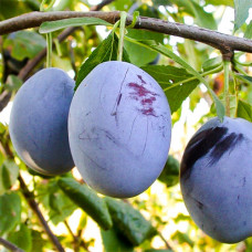 Слива Топ гигант