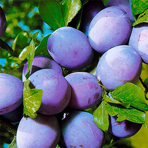 Слива Уральский чернослив Слива Уральский чернослив