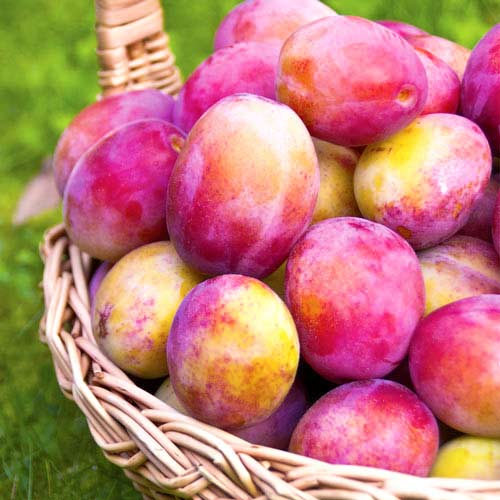 Слива Виктория Слива Виктория