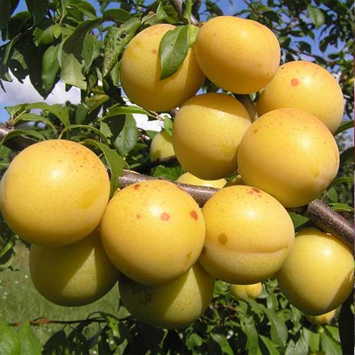 Слива Золотая капля Слива Золотая капля