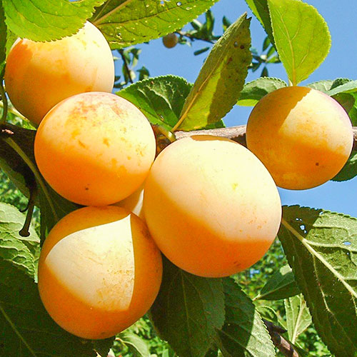 Слива Золотистая крупная Слива Золотистая крупная