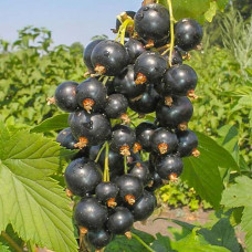 Смородина черная Ажурная