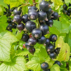Смородина черная Аметист