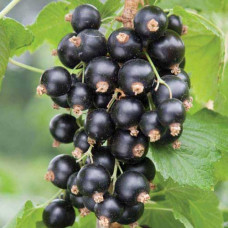 Смородина черная Экзотика