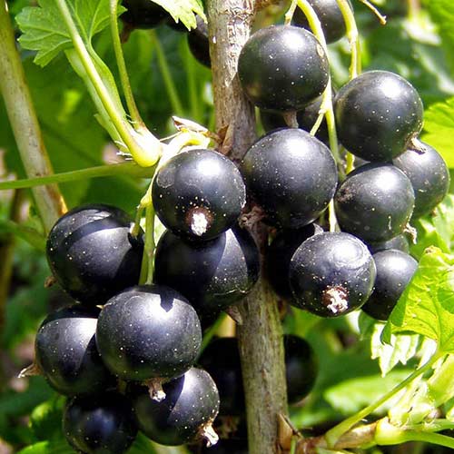 Смородина черная Геракл Смородина черная Геракл