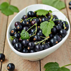 Смородина черная Грация