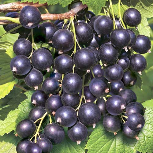 Смородина черная Гулливер Смородина черная Гулливер