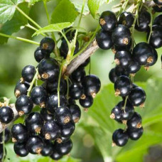 Смородина черная Крандаль