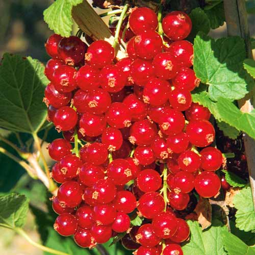 Смородина красная Императорская Смородина красная Императорская