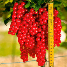 Смородина красная Ровада