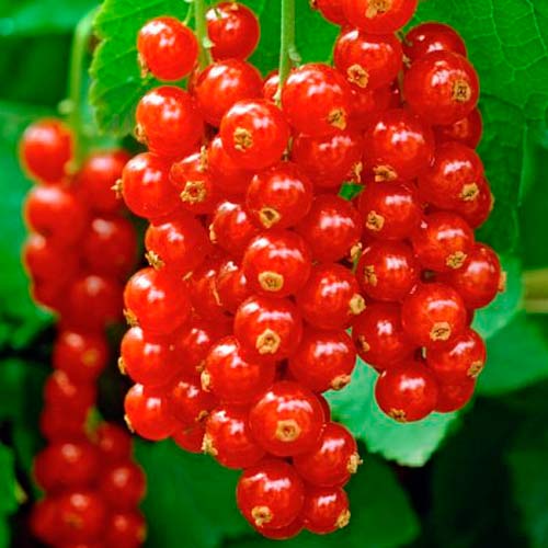 Смородина красная Уральская красавица Смородина красная Уральская красавица