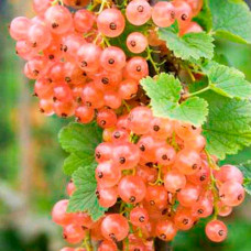 Смородина розовая Чудесная