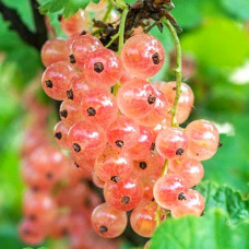 Смородина розовая Голландская розовая