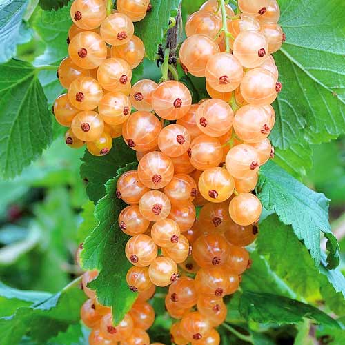 Смородина розовая Любава Смородина розовая Любава