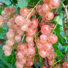 Смородина розовая Розовый жемчуг