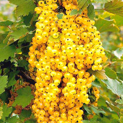 Смородина белая Версальская Смородина белая Версальская