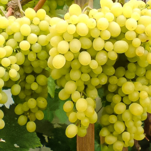 Виноград кишмиш Белое пламя купить саженцы почтой из питомника «АГРОФОНД»