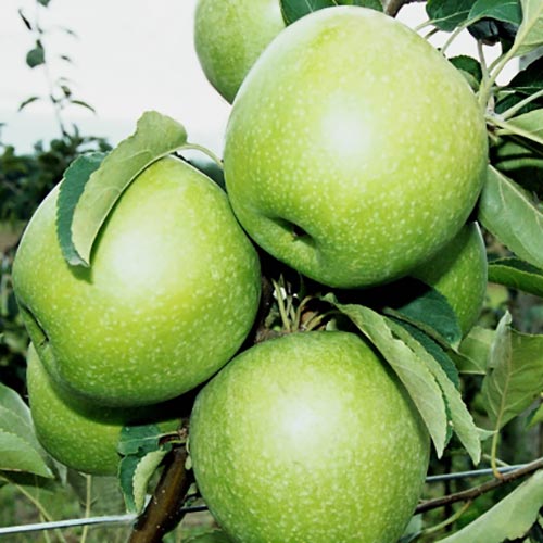 Яблоня Гранни Смит Яблоня Гранни Смит