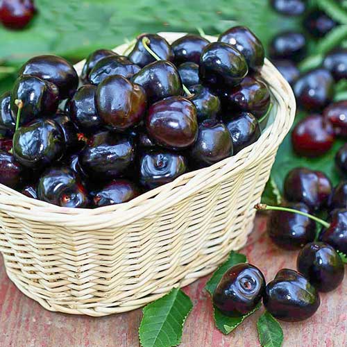 Вишня Черная крупная Вишня Черная крупная