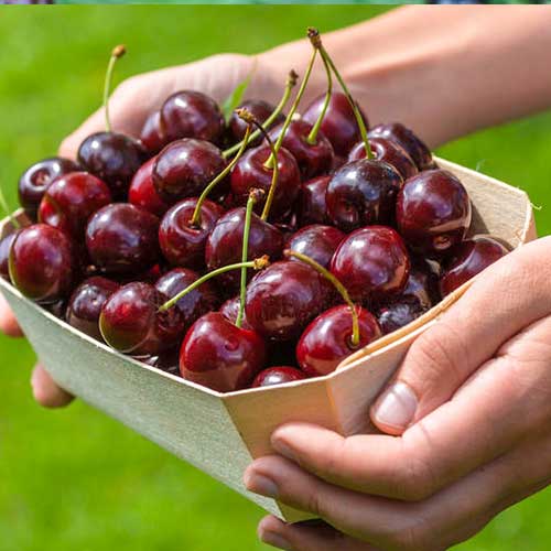 Вишня Чернокорка Вишня Чернокорка