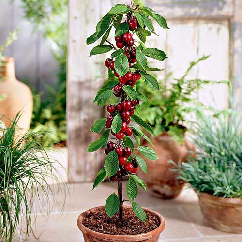 Вишня колоновидная Малютка Вишня колоновидная Малютка