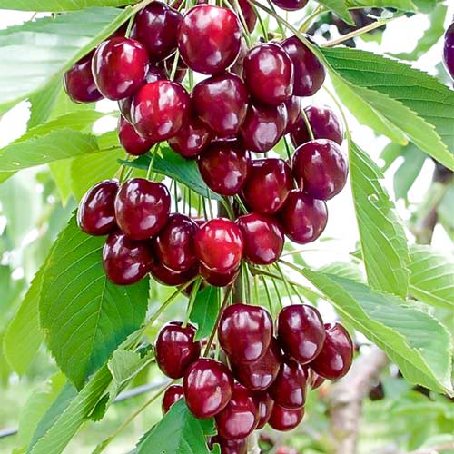 Вишня колоновидная Восторг Вишня колоновидная Восторг