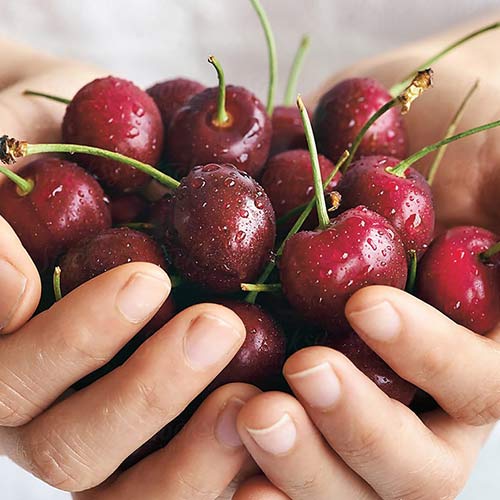 Вишня Крупная десертная Вишня Крупная десертная