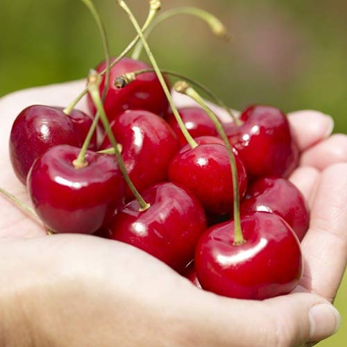 Вишня Надежда Вишня Надежда