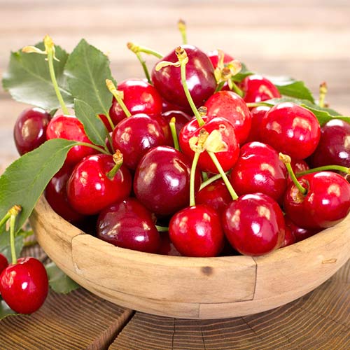 Вишня Прима Вишня Прима