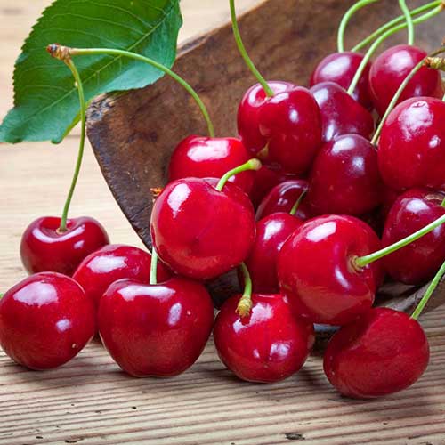 Вишня Щедрая Вишня Щедрая