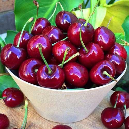 Вишня Шоколадница Вишня Шоколадница